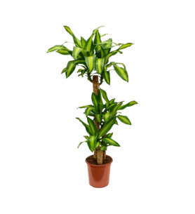 masengena 45cm 75cm 150cm