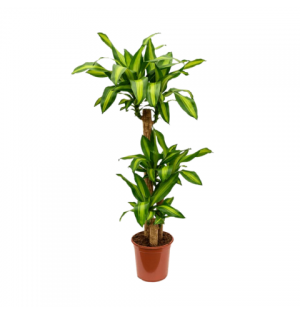 masengena 45cm 75cm 150cm