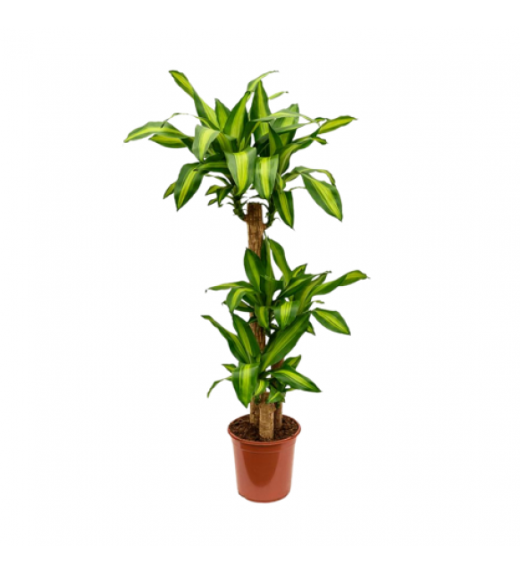 masengena 45cm 75cm 150cm