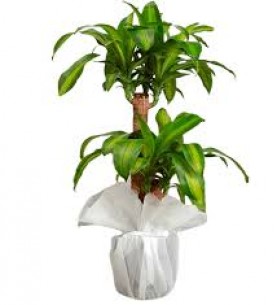 masengena 60 cm 90cm