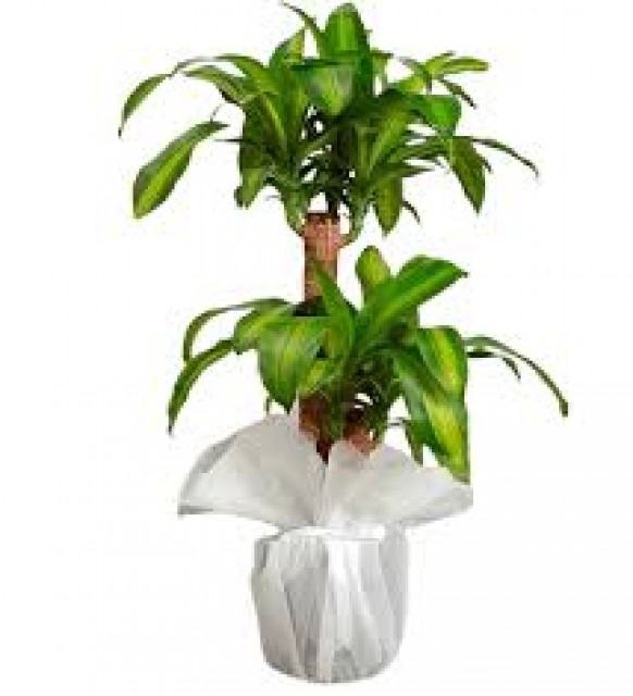 masengena 60 cm 90cm