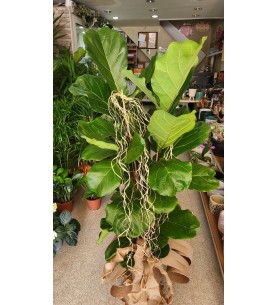 ficus lirata