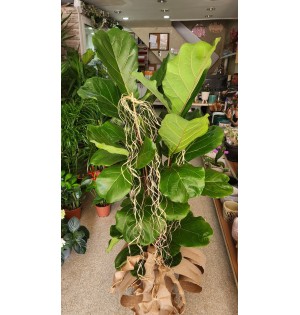 ficus lirata