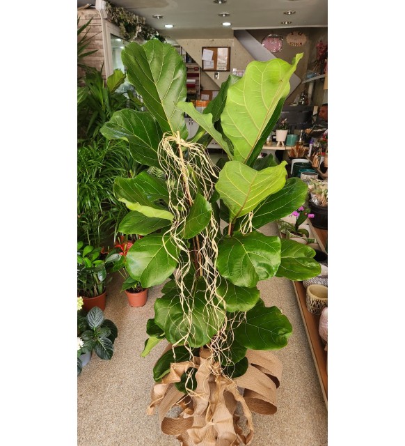 ficus lirata