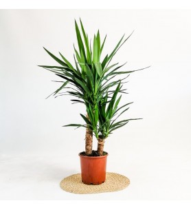 yucca 60cm 90cm