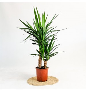yucca 60cm 90cm